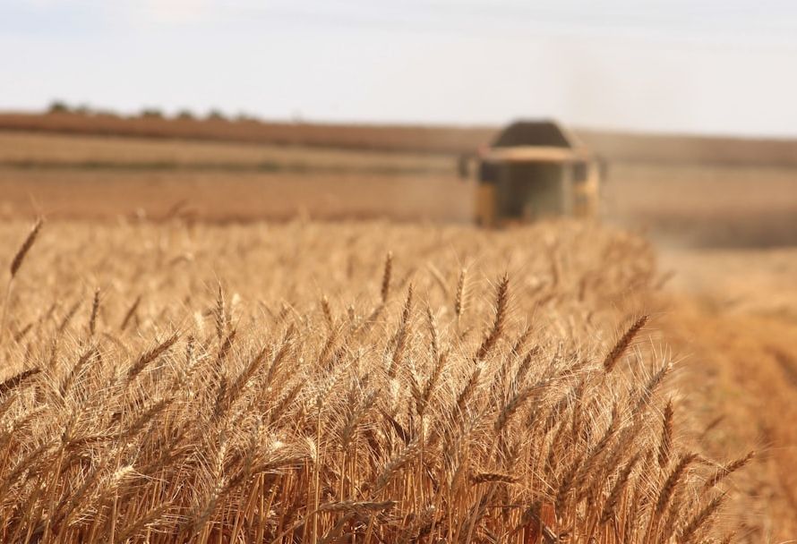 Harvesting the Wheat Crop